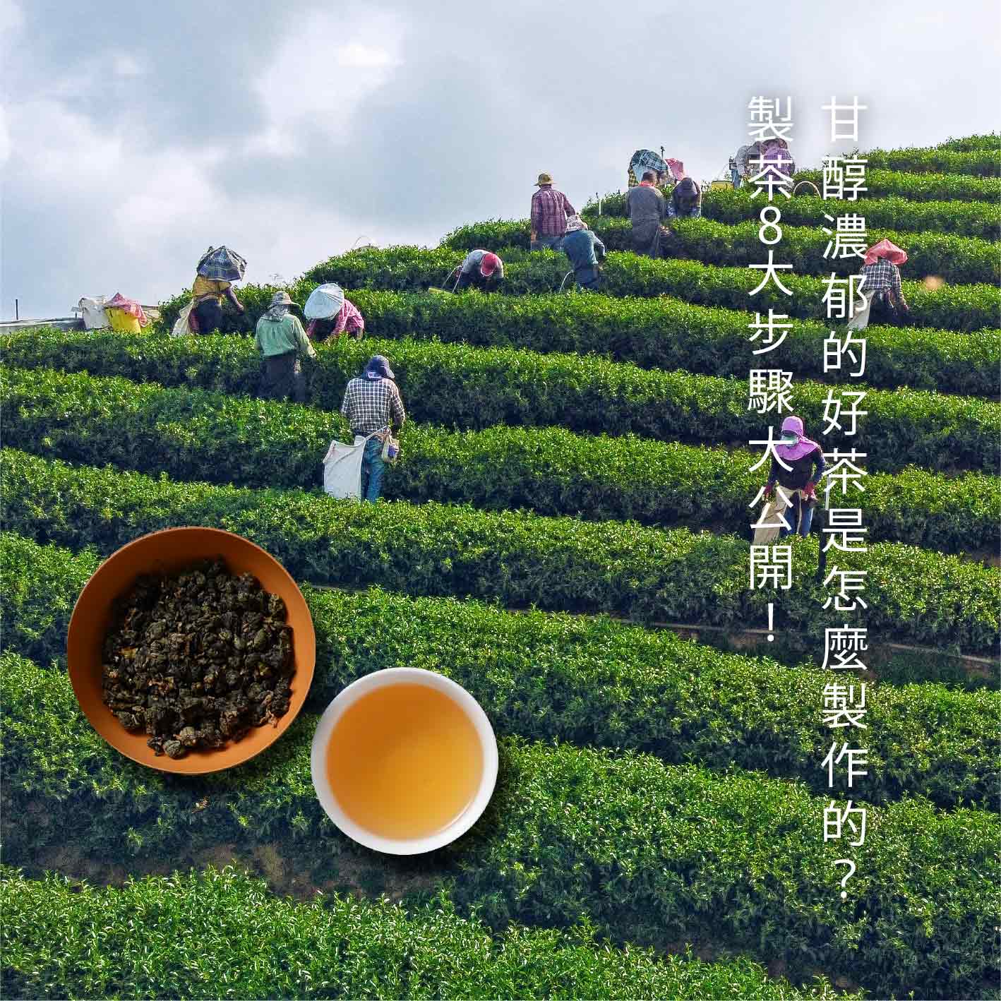 Read more about the article 甘醇濃郁的好茶是怎麼製作的？製茶8大步驟大公開！