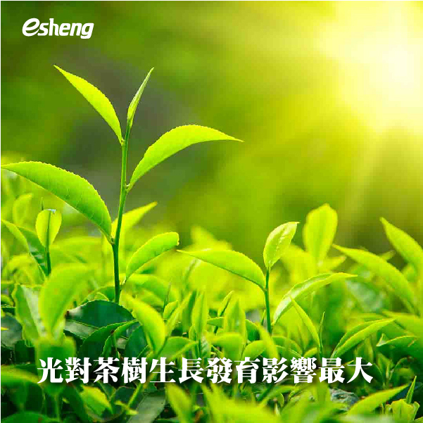 光對茶樹生長發育影響最大