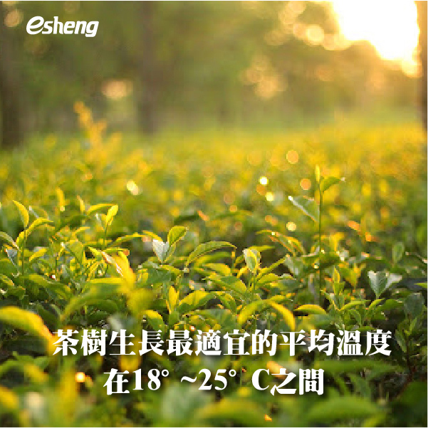 茶樹生長最適宜的平均溫度在18°-25°C之間