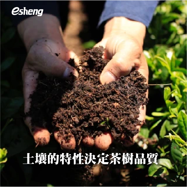 土壤的特性決定茶樹品質