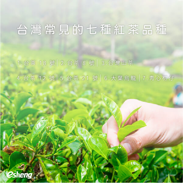 台灣常見的七種紅茶品種